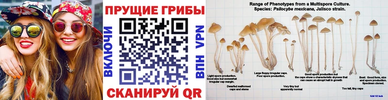 закладка  Иннополис  omg ТОР  Галлюциногенные грибы Psilocybine cubensis 